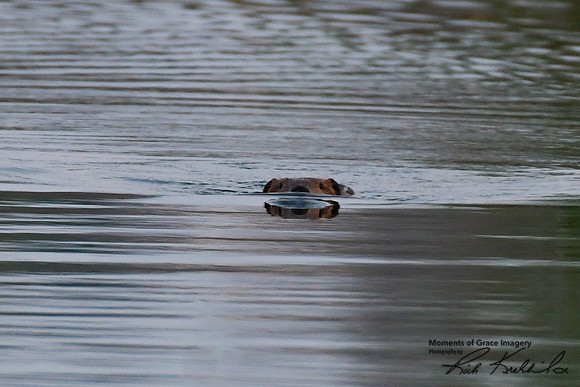 DSC_8742_edited - Beaver reflections
