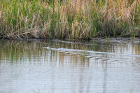 DSC_8467_edited - Muskrat