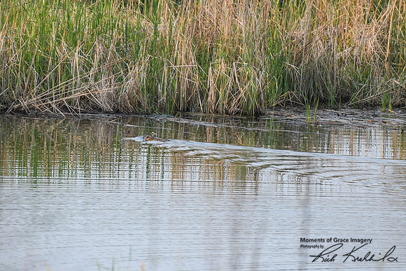 DSC_8467_edited - Muskrat