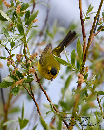 DSC_0830_edited - Wilson's Warbler