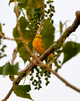 DSC_8585_edited - Yellow Warbler (male) in Cottonwood tree