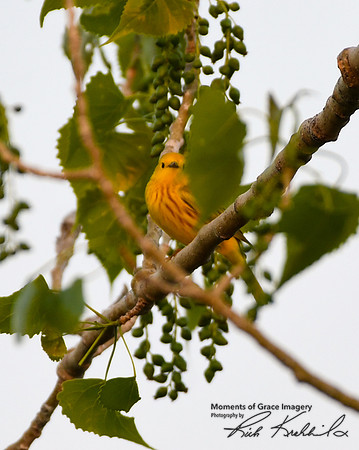 DSC_8585_edited - Yellow Warbler (male) in Cottonwood tree