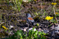 DSC_0952_edited