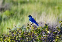 DSC_0014_edited - Mountain Bluebird (male)