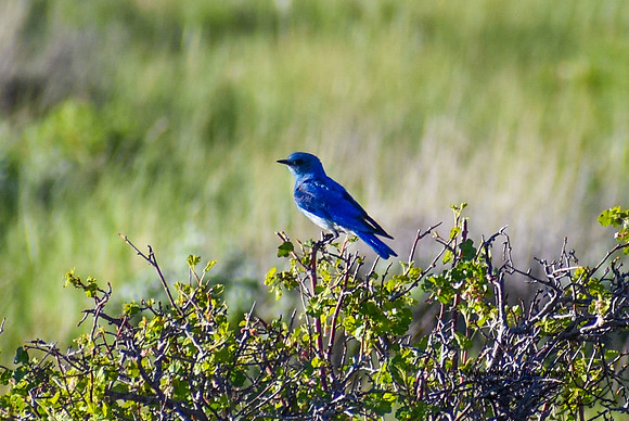 DSC_0014_edited - Mountain Bluebird (male)