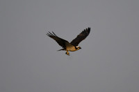 DSC_8540_edited - Osprey with fish dinner