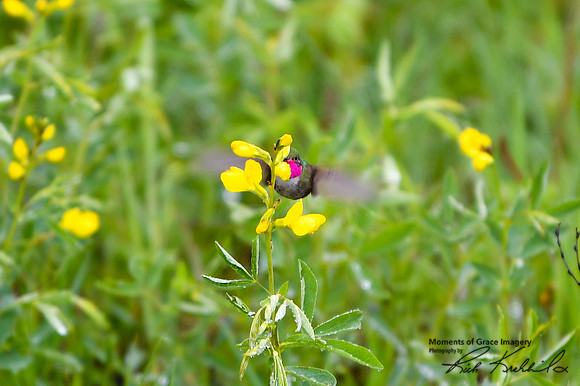 DSC_0999_edited - Broad tailed hummingbird (male) on Golden Banner flower