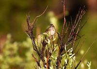 DSC_0807_edited - Song Sparrow