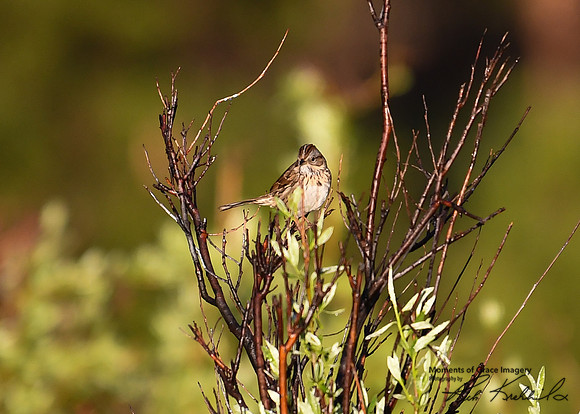 DSC_0807_edited - Song Sparrow