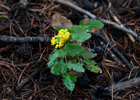 DSC_0953_edited - Creeping Oregon Grape holly