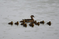 DSC_0673_edited - Wood Duck hen & chicks