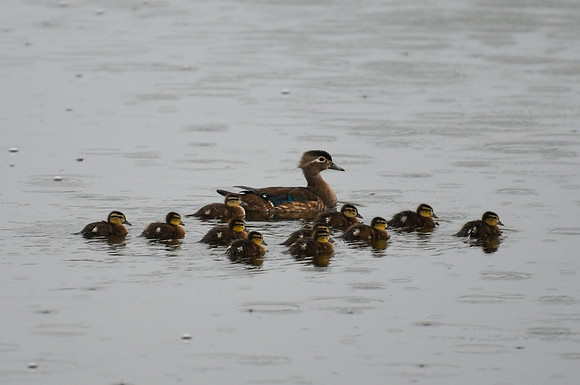 DSC_0673_edited - Wood Duck hen & chicks