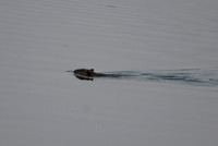 DSC_8662_edited - Beaver
