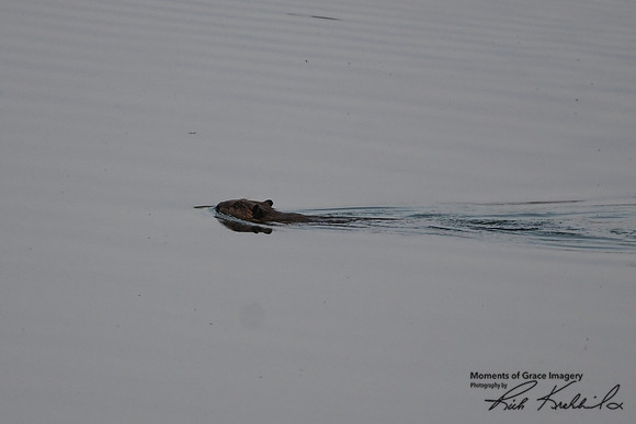 DSC_8662_edited - Beaver