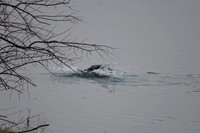 DSC_8666_edited - Beaver