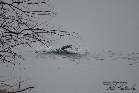 DSC_8666_edited - Beaver