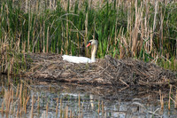 DSC_8465_edited - Mute Swan on the nest