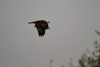 DSC_8545_edited - Osprey with fish