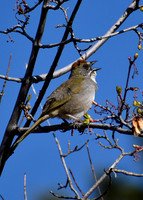 DSC_0019-MX_edited-5x7 vert