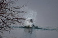 DSC_8667_edited - Beaver sounding the alarm