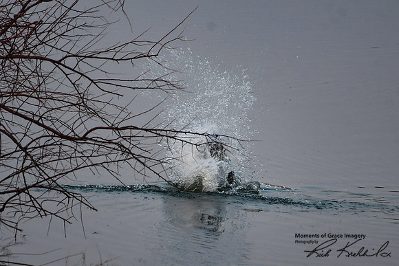 DSC_8667_edited - Beaver sounding the alarm