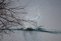 DSC_8668_edited - Beaver sounding the alarm
