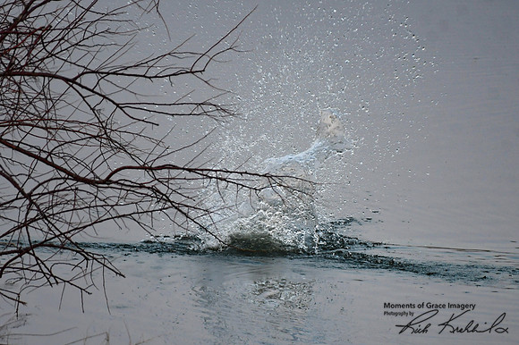 DSC_8668_edited - Beaver sounding the alarm