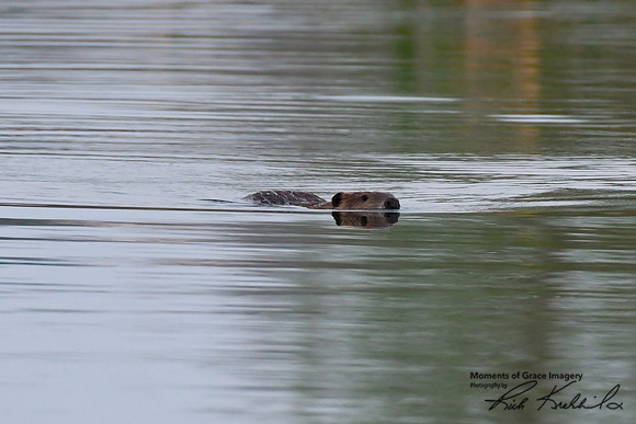 DSC_8743_edited - Beaver