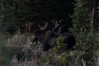 DSC_2294_edited - Two Bull Moose