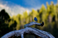 DSC_0026_edited - Mountain Bluebird (male)