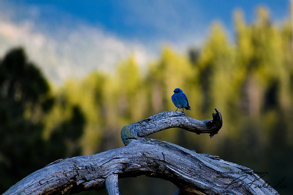 DSC_0026_edited - Mountain Bluebird (male)