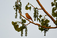 DSC_8621_edited - Yellow Warbler (male) in Cottonwood tree