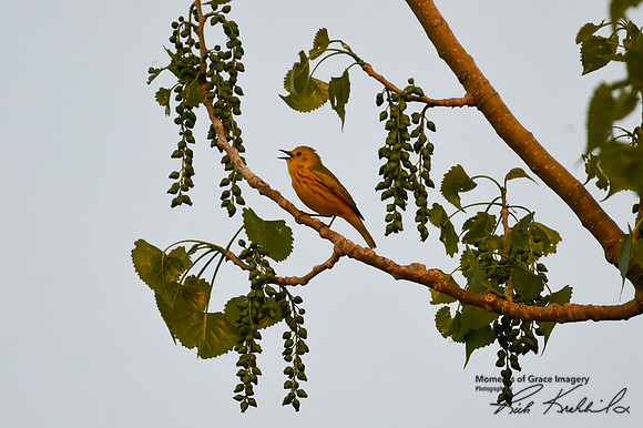 DSC_8621_edited - Yellow Warbler (male) in Cottonwood tree