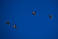DSC_0585_edited