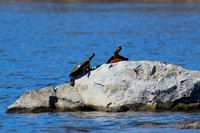 DSC_0763_edited - Painted Turtles