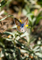 DSC_3959_edited-vert - Marine Blue (female)