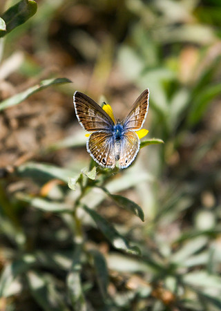 DSC_3959_edited-vert - Marine Blue (female)