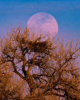 2025-04-11 - Moon Rising over Eagle Nest