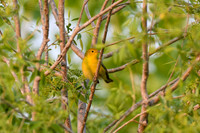 DSC_8569_edited - Yellow warbler (female)