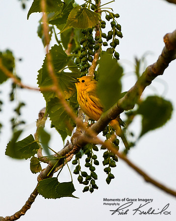 DSC_8588_edited - Yellow Warbler (male) in Cottonwood tree