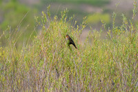 DSC_8445_edited - Red-winged Blackbird (female)