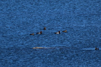 DSC_0528_edited