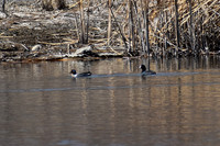DSC_0659_edited - Green-winged Teal & Coot