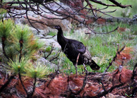 DSC_0082_edited