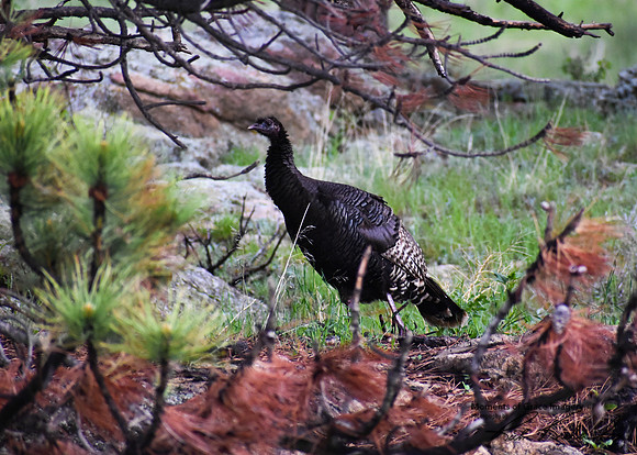 DSC_0082_edited