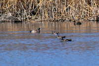 DSC_0667_edited_edited - American Wigeon & Gadwalls