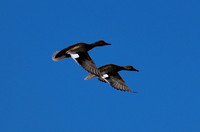 DSC_0787_edited - Gadwalls in flight