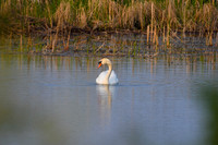 DSC_8498_edited - Mute Swan