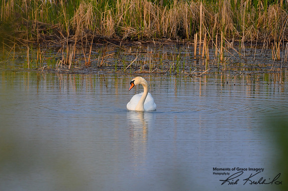 DSC_8498_edited - Mute Swan