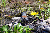 DSC_0951_edited - Dark-eyed Junco